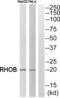 Ras Homolog Family Member B antibody, abx014830, Abbexa, Western Blot image 