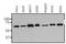 Estrogen Receptor 1 antibody, NB100-74413, Novus Biologicals, Western Blot image 