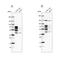 Periphilin 1 antibody, NBP2-38431, Novus Biologicals, Western Blot image 