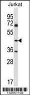 Citrulline--aspartate ligase antibody, 56-532, ProSci, Western Blot image 