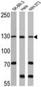 Exportin 1 antibody, PA1-083, Invitrogen Antibodies, Western Blot image 
