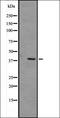 Mitogen-Activated Protein Kinase 12 antibody, orb335171, Biorbyt, Western Blot image 