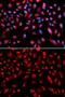 Claudin 11 antibody, GTX53949, GeneTex, Immunocytochemistry image 