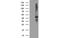 Glia-derived nexin antibody, MBS834040, MyBioSource, Western Blot image 