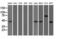 Tripartite Motif Containing 2 antibody, M08957-1, Boster Biological Technology, Western Blot image 