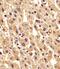 Phosphoglucomutase 1 antibody, PA5-72254, Invitrogen Antibodies, Immunohistochemistry frozen image 