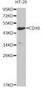CD46 Molecule antibody, LS-C748563, Lifespan Biosciences, Western Blot image 