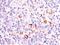 BCL2 Like 1 antibody, NBP2-48304, Novus Biologicals, Immunohistochemistry paraffin image 