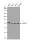 GA Binding Protein Transcription Factor Subunit Alpha antibody, NBP1-32105, Novus Biologicals, Western Blot image 