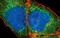 Teratocarcinoma-Derived Growth Factor 1 antibody, PA5-17191, Invitrogen Antibodies, Immunofluorescence image 
