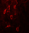 Estrogen Receptor 1 antibody, 7437, ProSci, Immunofluorescence image 