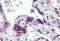 Mortality Factor 4 Like 1 antibody, GTX89736, GeneTex, Immunohistochemistry paraffin image 