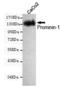 Prominin-1 antibody, TA347032, Origene, Western Blot image 