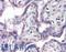 Solute Carrier Family 12 Member 4 antibody, LS-B2377, Lifespan Biosciences, Immunohistochemistry frozen image 