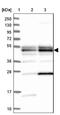 Tetratricopeptide Repeat Domain 4 antibody, NBP1-81905, Novus Biologicals, Western Blot image 