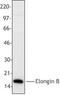 Elongin B antibody, LS-C40943, Lifespan Biosciences, Western Blot image 