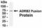Adrenoceptor Beta 2 antibody, XW-7711, ProSci, Western Blot image 