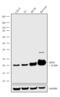 Glutathione Peroxidase 1 antibody, 711797, Invitrogen Antibodies, Western Blot image 