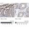 Monoglyceride Lipase antibody, NBP1-89646, Novus Biologicals, Immunohistochemistry paraffin image 