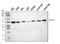 Protein Kinase CAMP-Dependent Type II Regulatory Subunit Alpha antibody, A03911-2, Boster Biological Technology, Western Blot image 