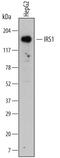 Insulin Receptor Substrate 1 antibody, MAB39782, R&D Systems, Western Blot image 