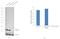 ADP Ribosylation Factor 1 antibody, MA3-060, Invitrogen Antibodies, Western Blot image 