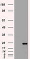 Fms Related Tyrosine Kinase 3 Ligand antibody, TA500274S, Origene, Western Blot image 