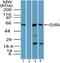 OTU Deubiquitinase 5 antibody, PA5-23355, Invitrogen Antibodies, Western Blot image 