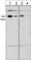 Cadherin 5 antibody, CP2231, ECM Biosciences, Western Blot image 