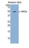 CD70 Molecule antibody, LS-C296872, Lifespan Biosciences, Western Blot image 