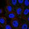 Protocadherin Alpha 11 antibody, HPA077160, Atlas Antibodies, Immunofluorescence image 