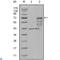 Chitinase 1 antibody, LS-C812424, Lifespan Biosciences, Western Blot image 