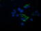 Tripartite Motif Containing 44 antibody, M11544, Boster Biological Technology, Immunofluorescence image 