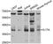 IL-17 antibody, LS-C747556, Lifespan Biosciences, Western Blot image 