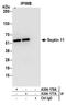 Septin 11 antibody, A304-176A, Bethyl Labs, Immunoprecipitation image 