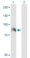 Rac/Cdc42 Guanine Nucleotide Exchange Factor 6 antibody, H00009459-M02, Novus Biologicals, Western Blot image 