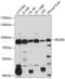 Eukaryotic Translation Initiation Factor 2B Subunit Epsilon antibody, 13-544, ProSci, Western Blot image 