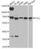 DNA Polymerase Lambda antibody, A8408, ABclonal Technology, Western Blot image 