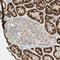 Leucine Zipper And EF-Hand Containing Transmembrane Protein 1 antibody, NBP1-89556, Novus Biologicals, Immunohistochemistry frozen image 