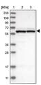 GTP Binding Protein 2 antibody, NBP1-85924, Novus Biologicals, Western Blot image 