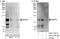 Microtubule Affinity Regulating Kinase 2 antibody, A303-135A, Bethyl Labs, Immunoprecipitation image 