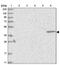 BCL2 Like 13 antibody, NBP1-90002, Novus Biologicals, Western Blot image 