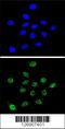 Dyskerin Pseudouridine Synthase 1 antibody, 61-945, ProSci, Immunofluorescence image 