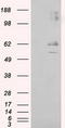 Lipase G, Endothelial Type antibody, LS-C115064, Lifespan Biosciences, Western Blot image 