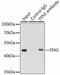 Flap endonuclease 1 antibody, GTX32600, GeneTex, Immunoprecipitation image 