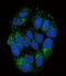 Peptide YY antibody, LS-C162343, Lifespan Biosciences, Immunofluorescence image 