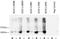 Glutathione-S-Transferase Tag antibody, NBP2-50415, Novus Biologicals, Western Blot image 