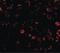 Toll Like Receptor 3 antibody, LS-B3204, Lifespan Biosciences, Immunofluorescence image 