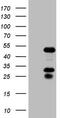 Nuclear Receptor Subfamily 2 Group F Member 6 antibody, TA806787, Origene, Western Blot image 