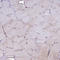 Tetraspanin 15 antibody, HPA044657, Atlas Antibodies, Immunohistochemistry paraffin image 